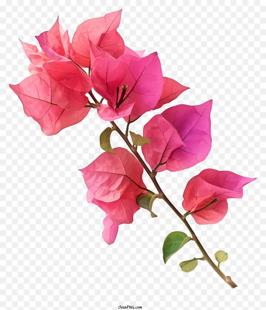 Fleurs De Bougainvilliers，Plante De Bougainvillea Rose PNG