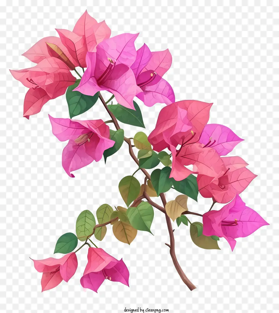 Dessin Animé Bougainvilliers，Fleurs Roses PNG