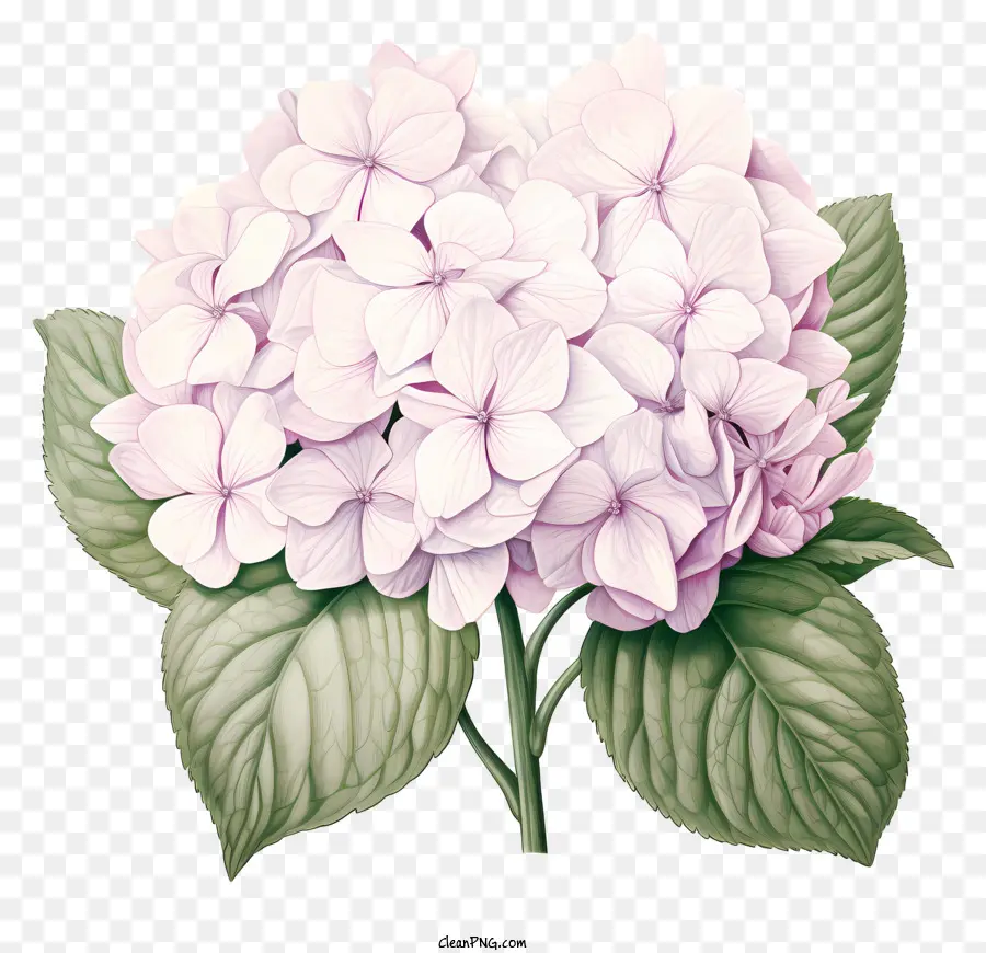 Fleur D'hortensia De Style Croquis，Rose Fleur D'hibiscus PNG