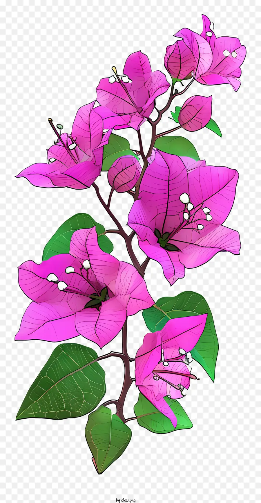 Bougainvillier Plat，Fleurs Roses PNG