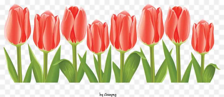 Bordure De Fleurs，Tulipes Roses PNG