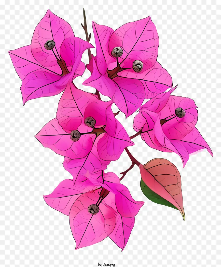 Fleur De Bougainvillier，Bougainvillier PNG