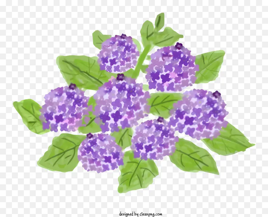 Fleur，Hortensia Violet PNG