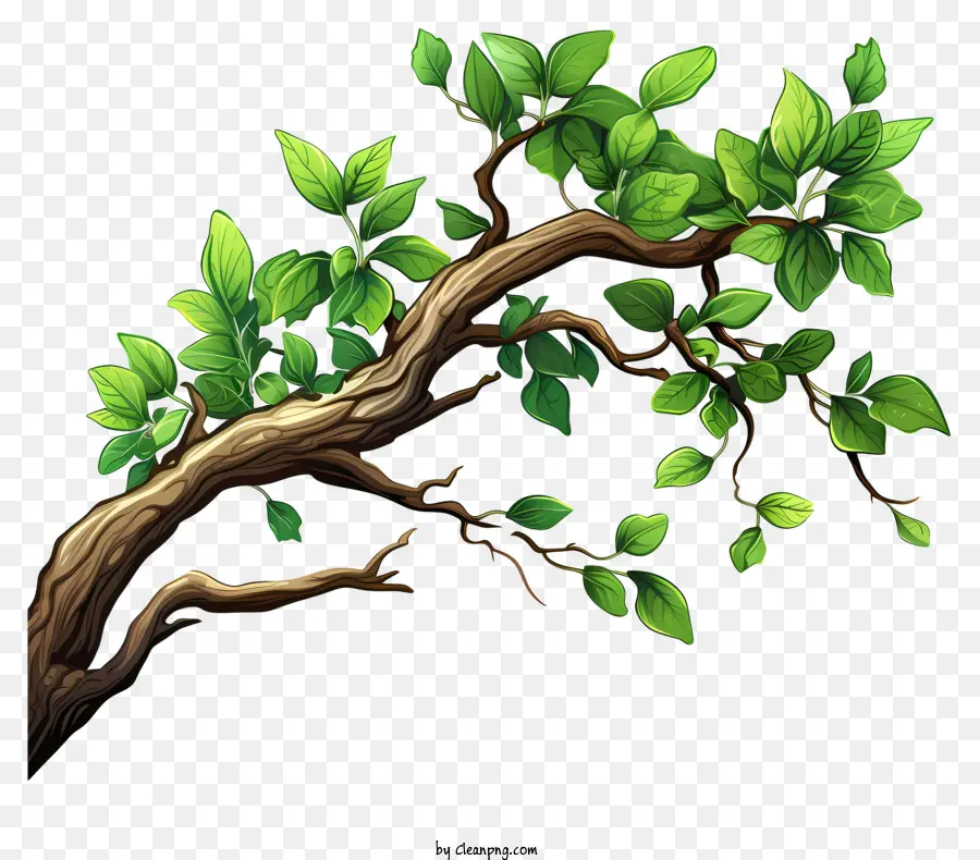 Branche D'arbre Plate，Branche Verte PNG