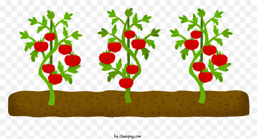 Plants De Tomates，Champ De Sol PNG