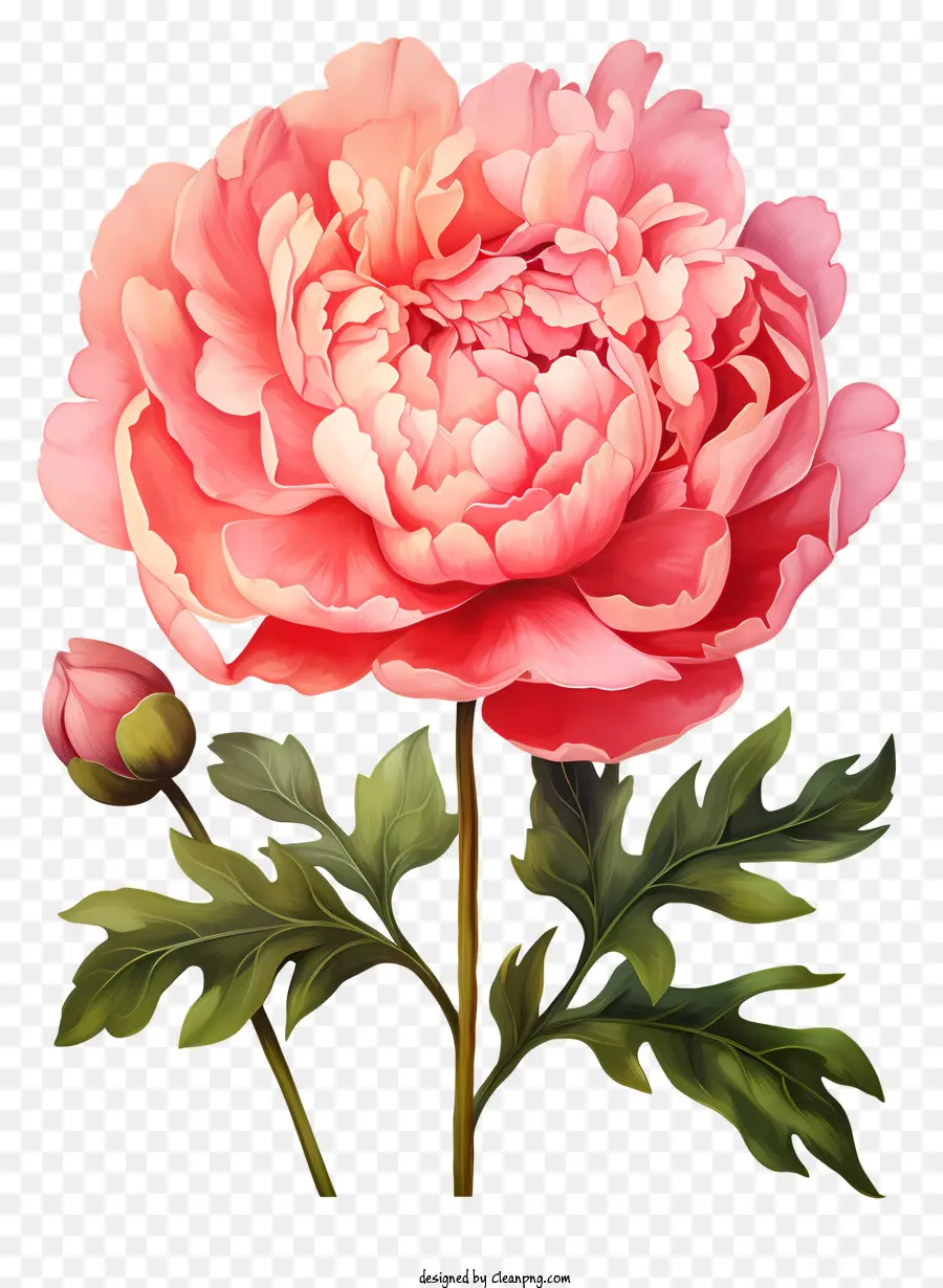 Fleur De Pivoine Aquarelle，Rose De Fleurs De Pivoine PNG