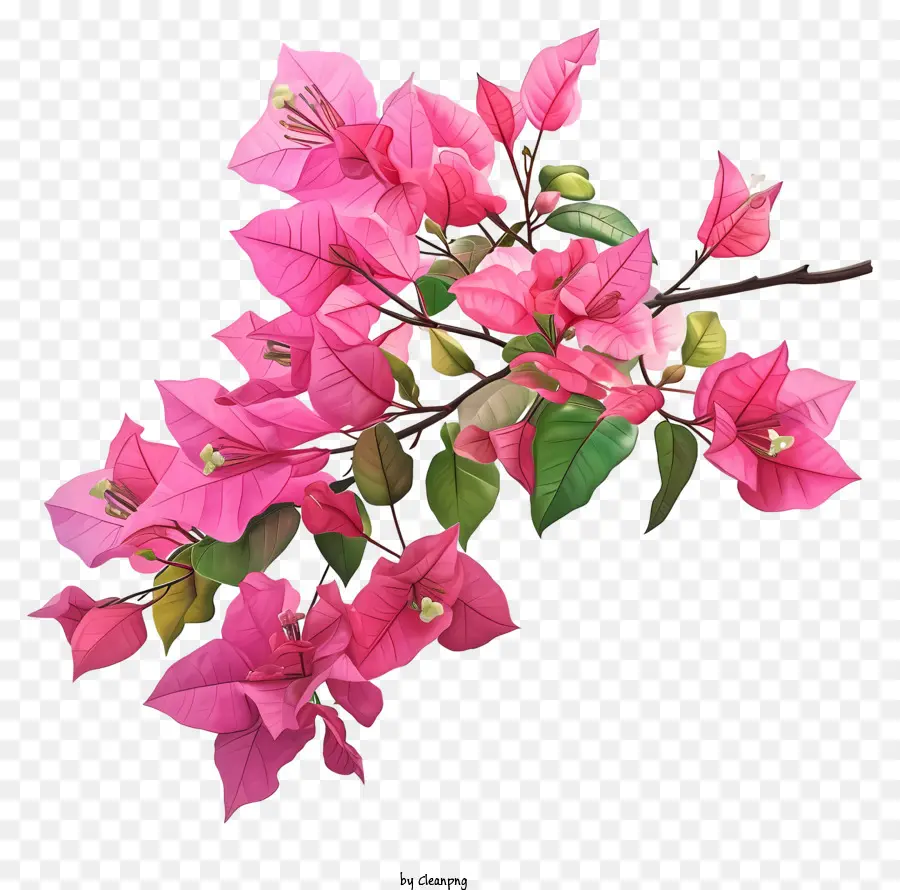 Dans Le Style Des Illustrations Hyperréalistes，Bougainvillier Rose PNG