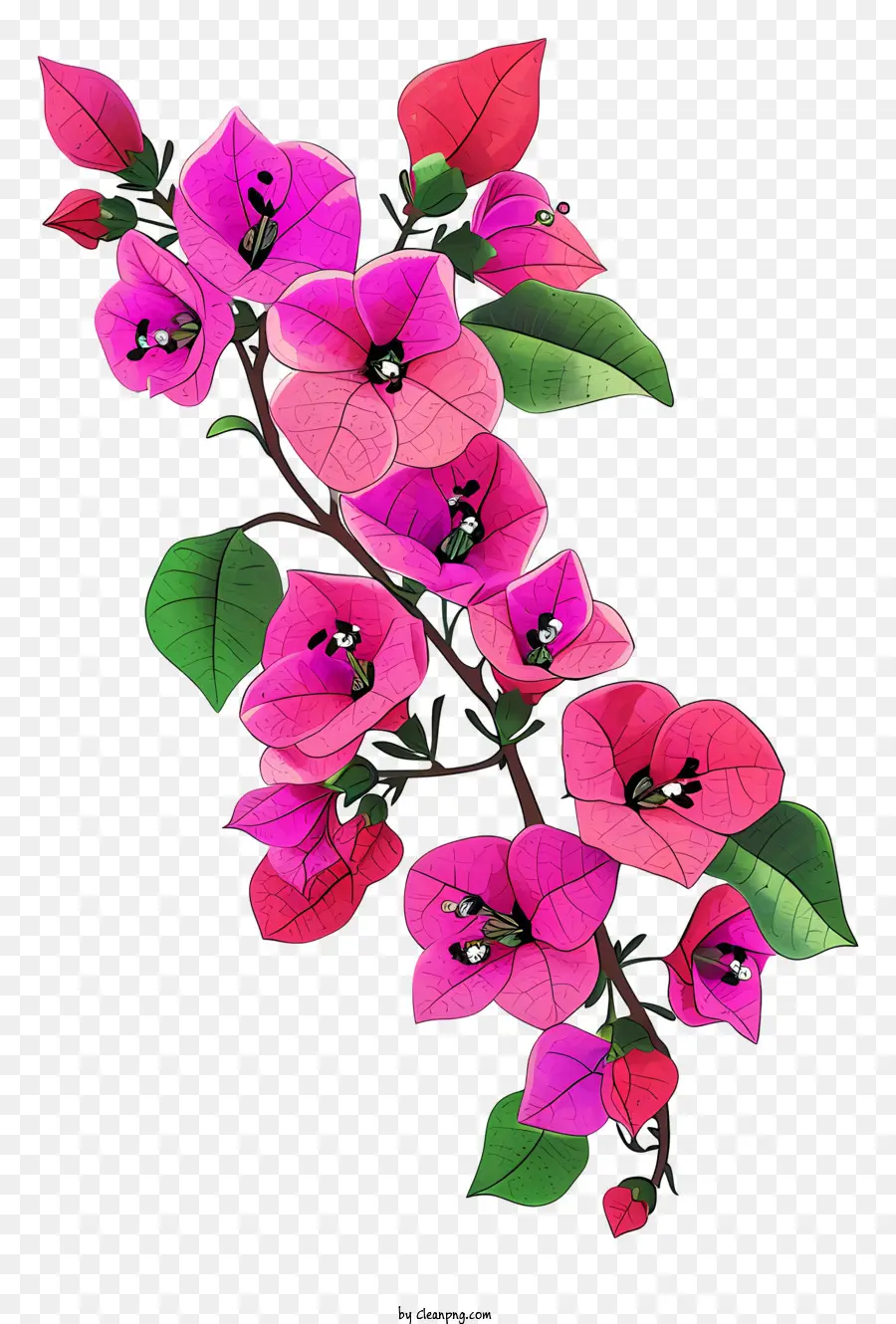 Icône De Bougainvillier，Fleurs Roses PNG