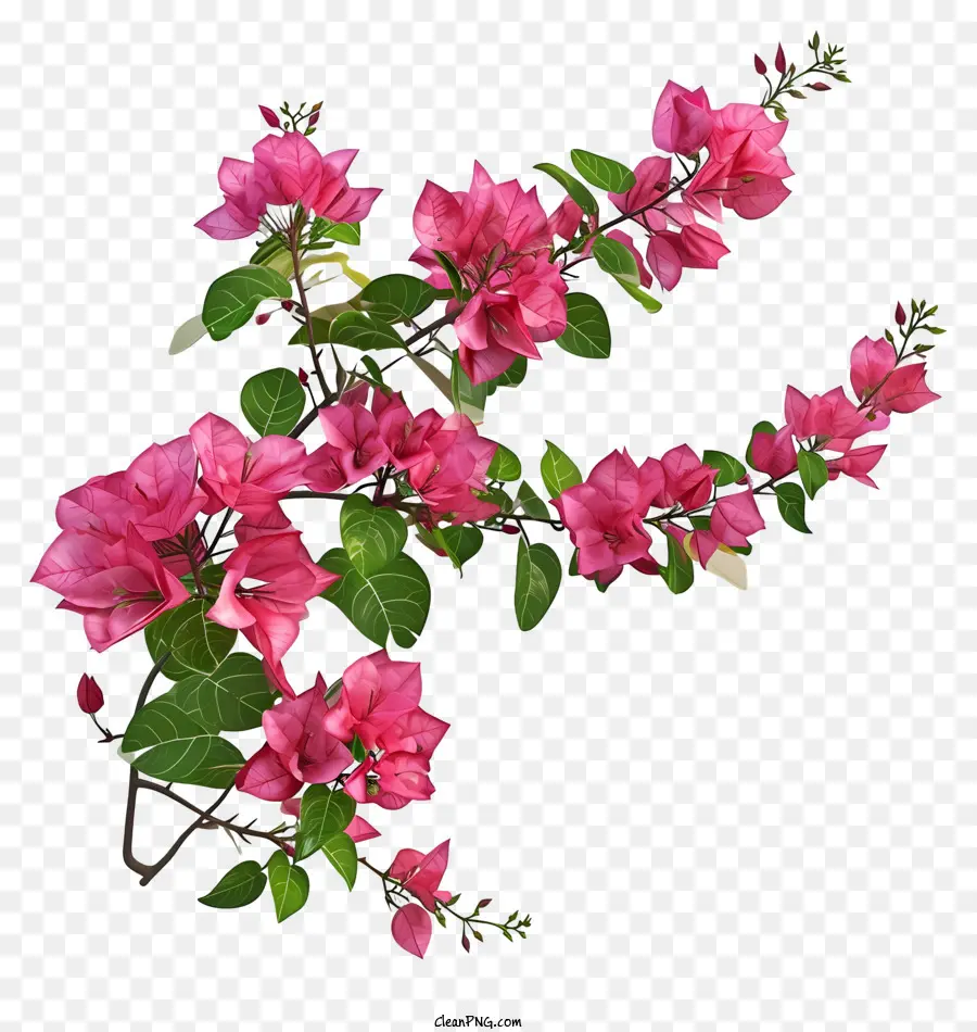 Bougainvillier 3d Réaliste，Fleurs Roses PNG