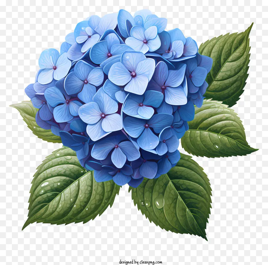 Fleur D'hortensia De Style Réaliste，Fleur D'incendie Bleu PNG