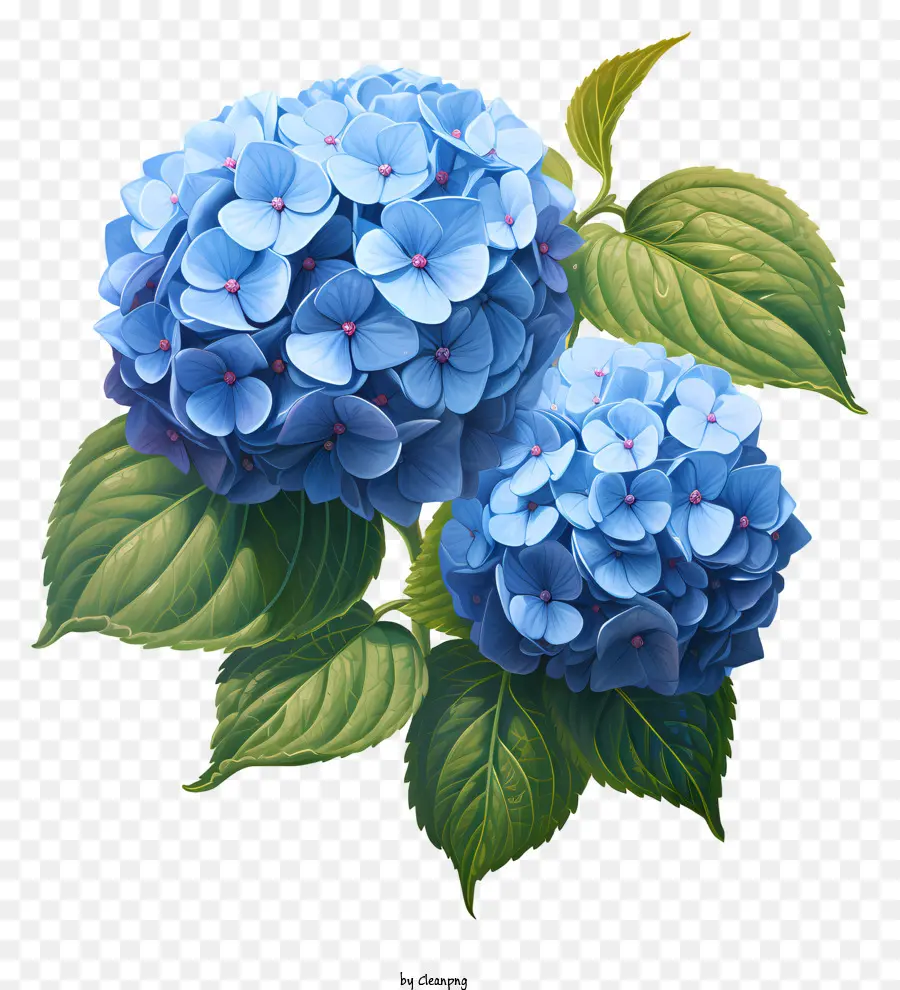 Fleur D'hortensia De Style Réaliste，Fleur Bleue PNG