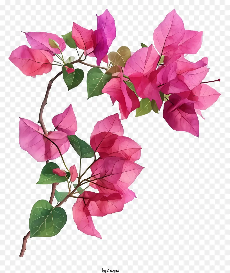 Les Bougainvilliers，Plante à Fleurs Roses PNG