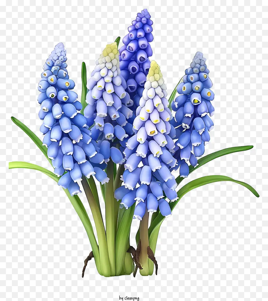 Jacinthe De Raisin Plat，Fleurs Bleues PNG