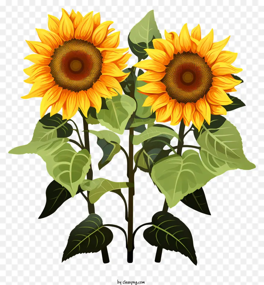 Sketch Style Sunflower，Tournesols PNG