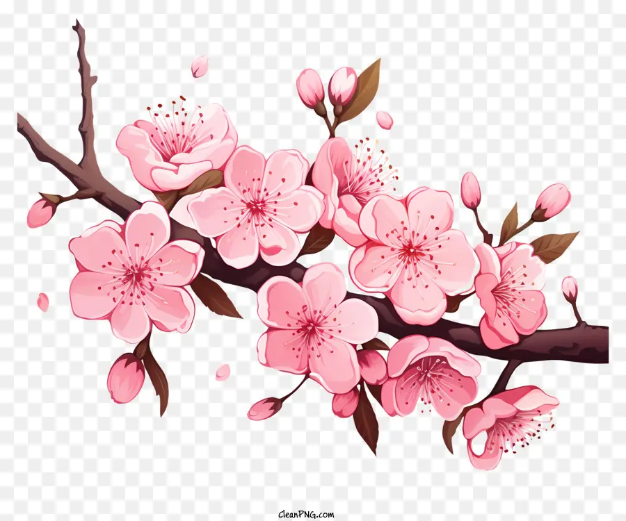 Fleur De La Branche De Cerise Dessinée à La Main，Fleurs De Cerisier PNG