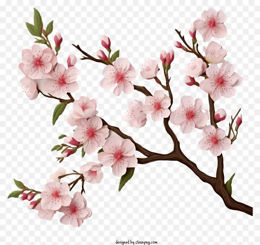 Papier Vierge Avec Des Fleurs De Cerisier，Sakura Branche PNG