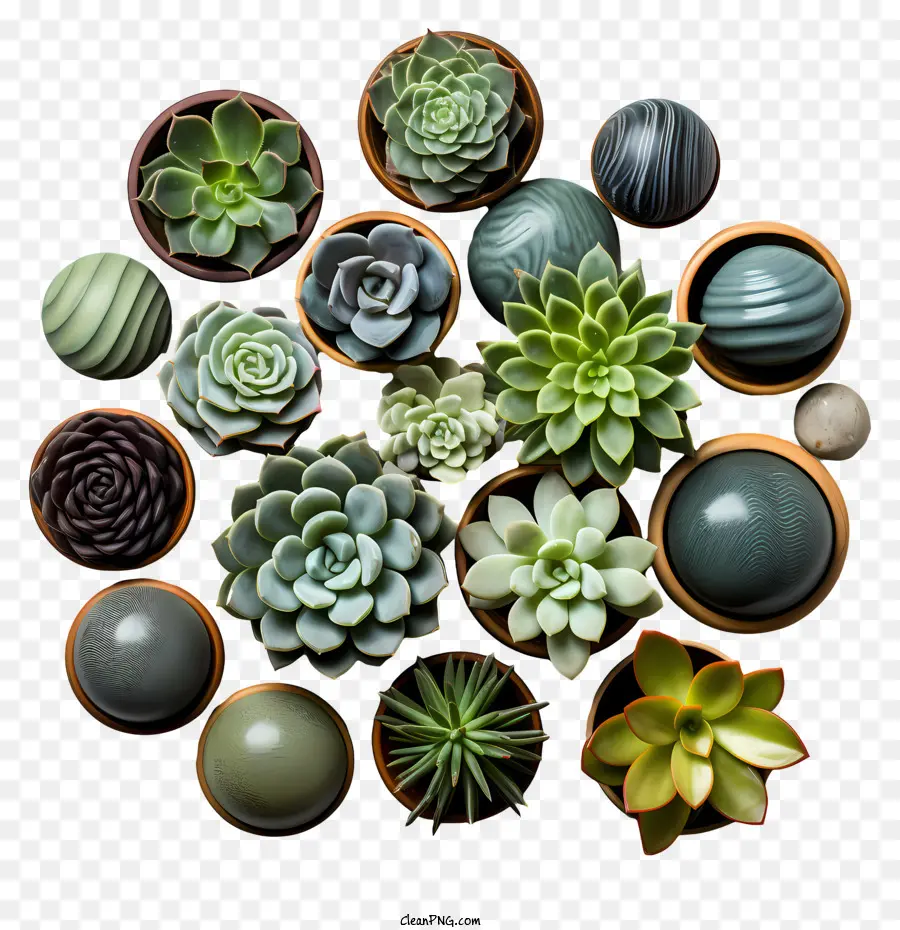 Plantes Succulentes En Pot，Succulentes PNG