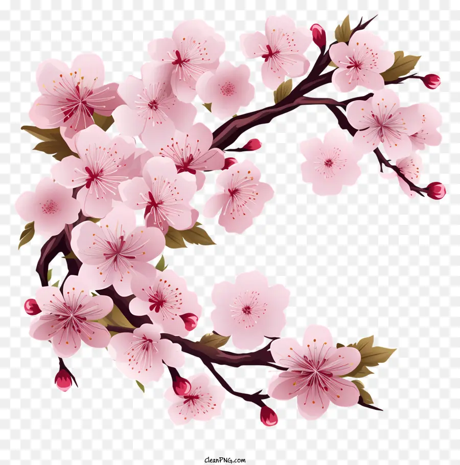 Cadre De Fleurs Sakura，Arbre De Fleur De Cerisier Rose PNG
