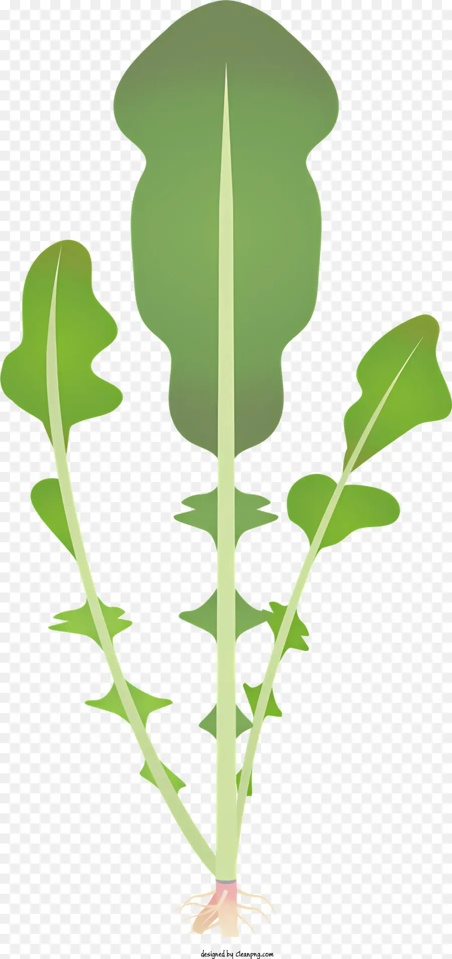 Légume，Plante Verte PNG