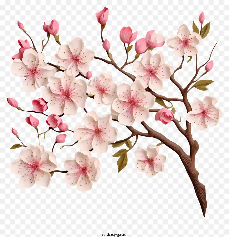 Papier Vierge Avec Des Fleurs De Cerisier，Branche D'arbre PNG
