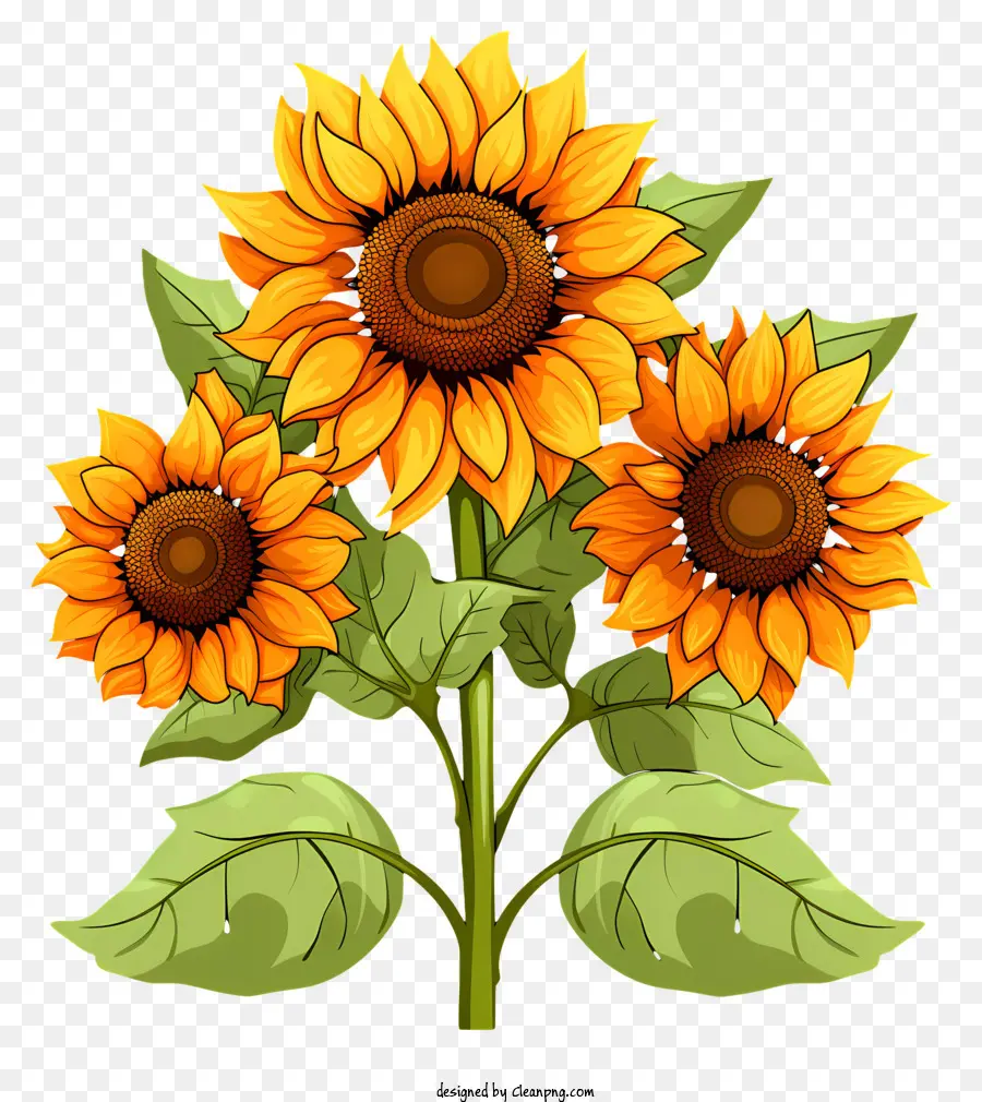Sketch Style Sunflower，Tournesols De Dessins Animés PNG
