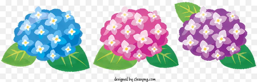 Fleur，Hortensias PNG