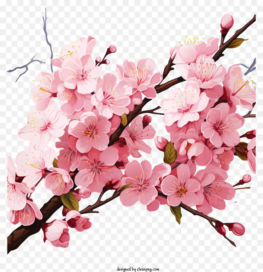 Fleur De Cerisier，Fleurs Roses PNG
