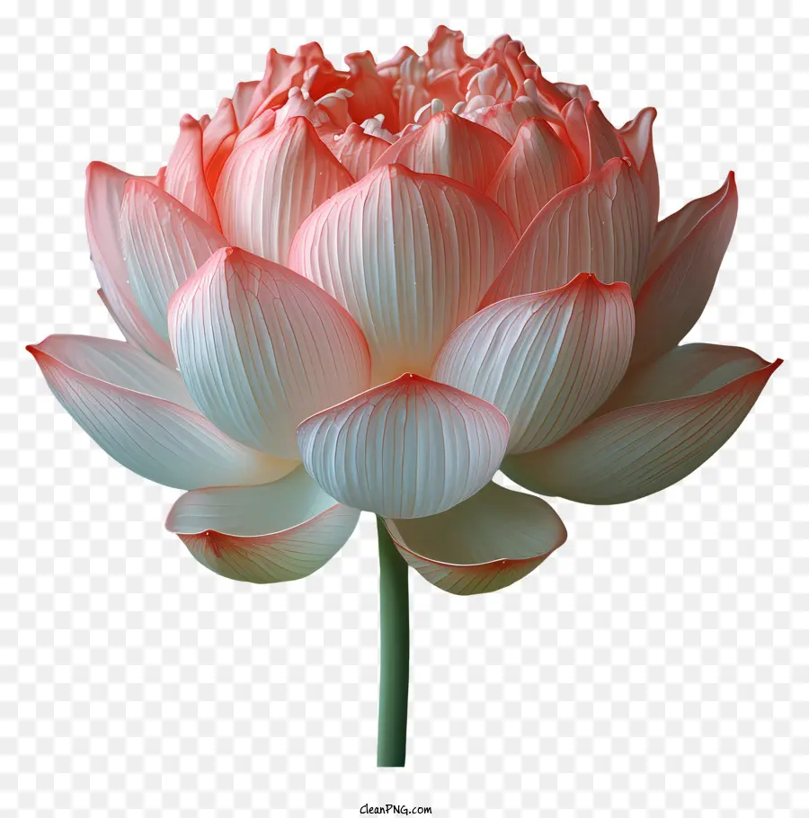 Fleur De Lotus，Fleur De Lotus Rose PNG