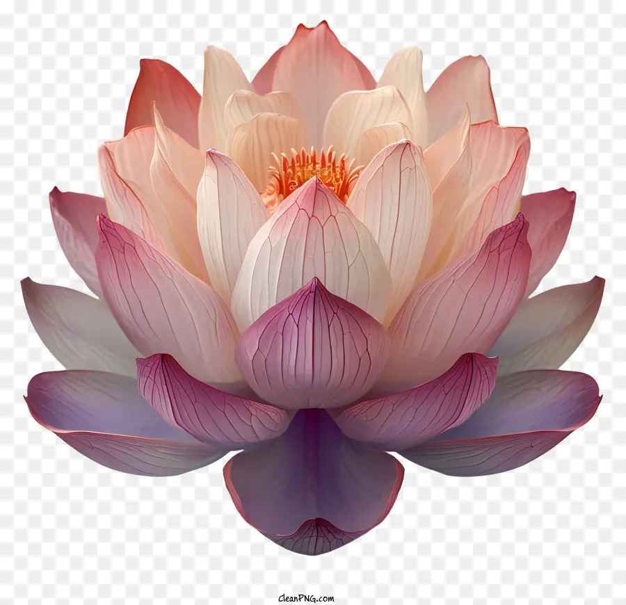 Fleur De Lotus，Fleur De Lotus Rose PNG