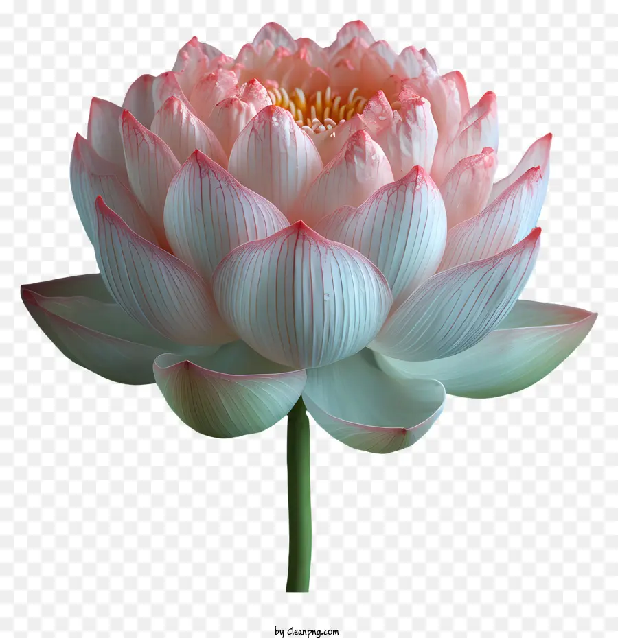 Fleur De Lotus，Lotus PNG