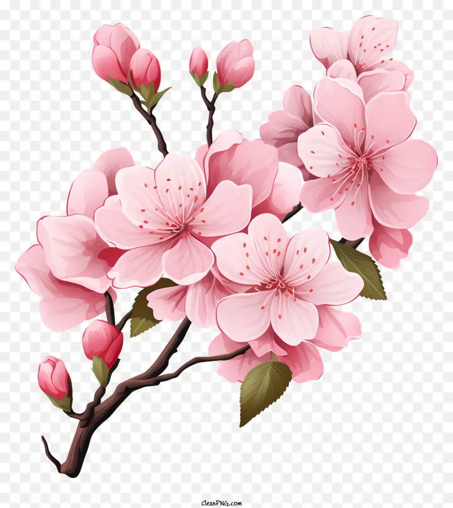 Branche De Cerise Sakura Avec Des Fleurs En Fleurs，Sakura Arbre PNG