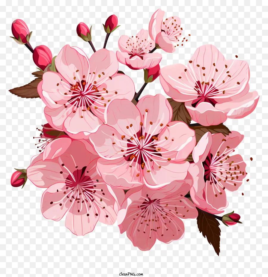 Branches Et Fleurs De Sakura，Fleurs De Cerisier PNG