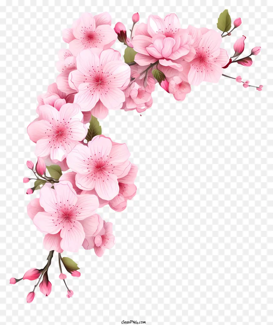 Papier Vierge Avec Des Fleurs De Cerisier，Arrangement De Fleurs Roses PNG