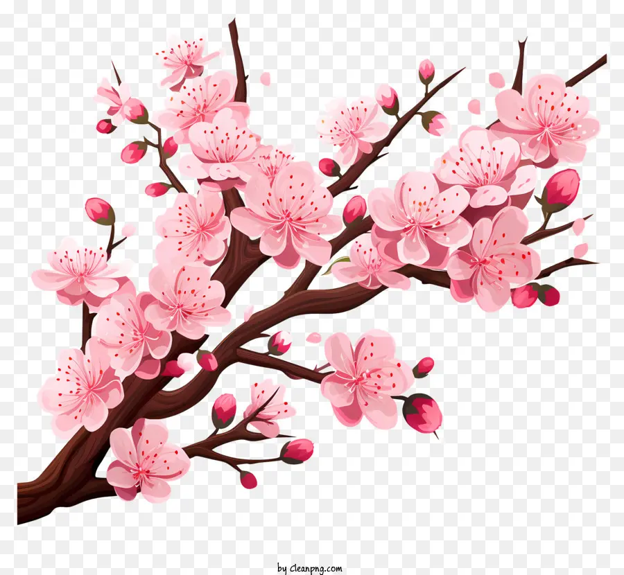 Fleur De La Branche De Cerise Dessinée à La Main，Arbre Sakura Rose PNG