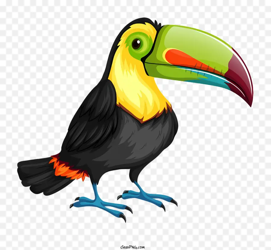 Perroquet Oiseau，Toucan PNG