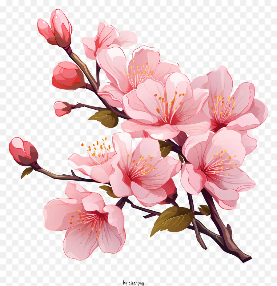 Branche De Cerise Sakura Avec Des Fleurs En Fleurs，Fleurs Roses PNG