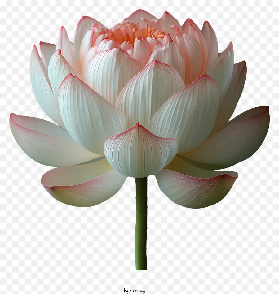 Fleur De Lotus，Fleur De Lotus Blanche PNG