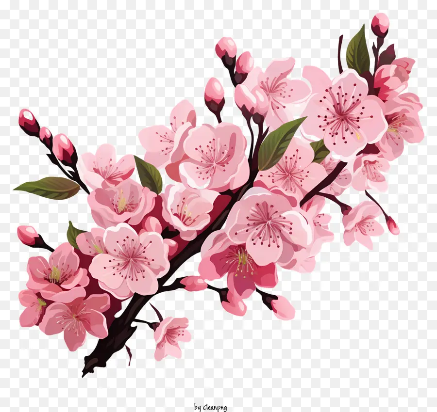 Branche De Cerise De Style Doodle Fleur，Fleurs De Cerisier PNG