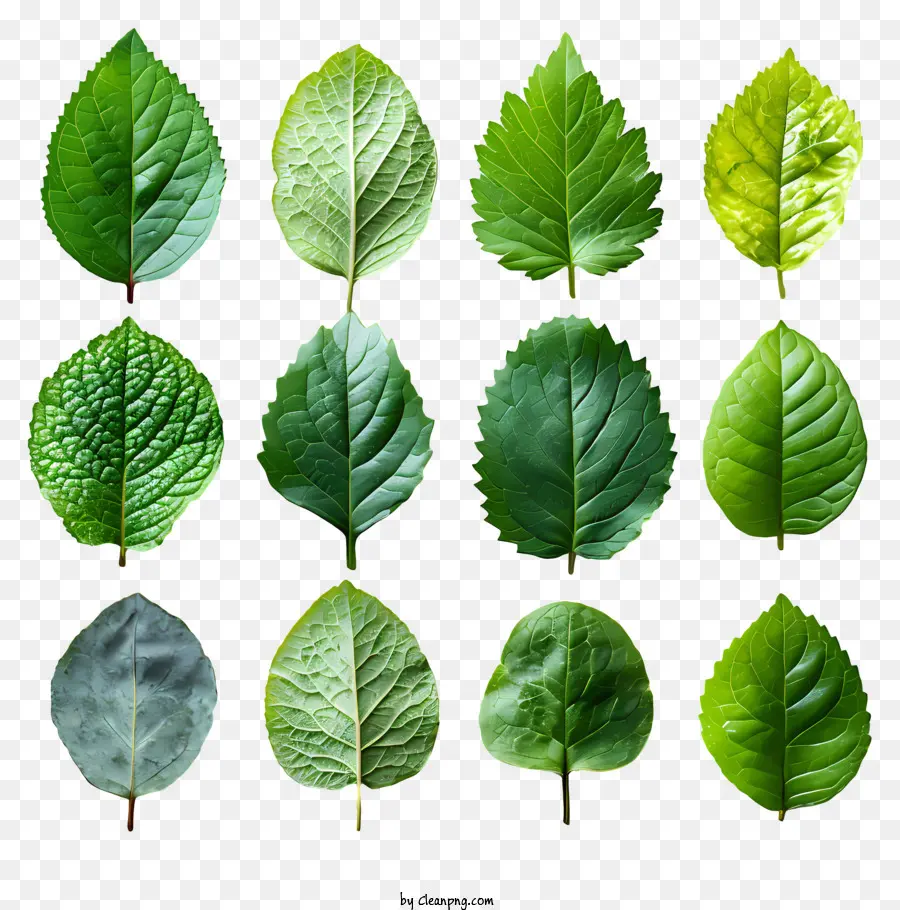 Feuilles Vertes，Nature PNG