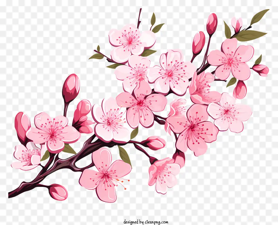 Branche De Cerise Plate Fleur，Sakura Fleur PNG