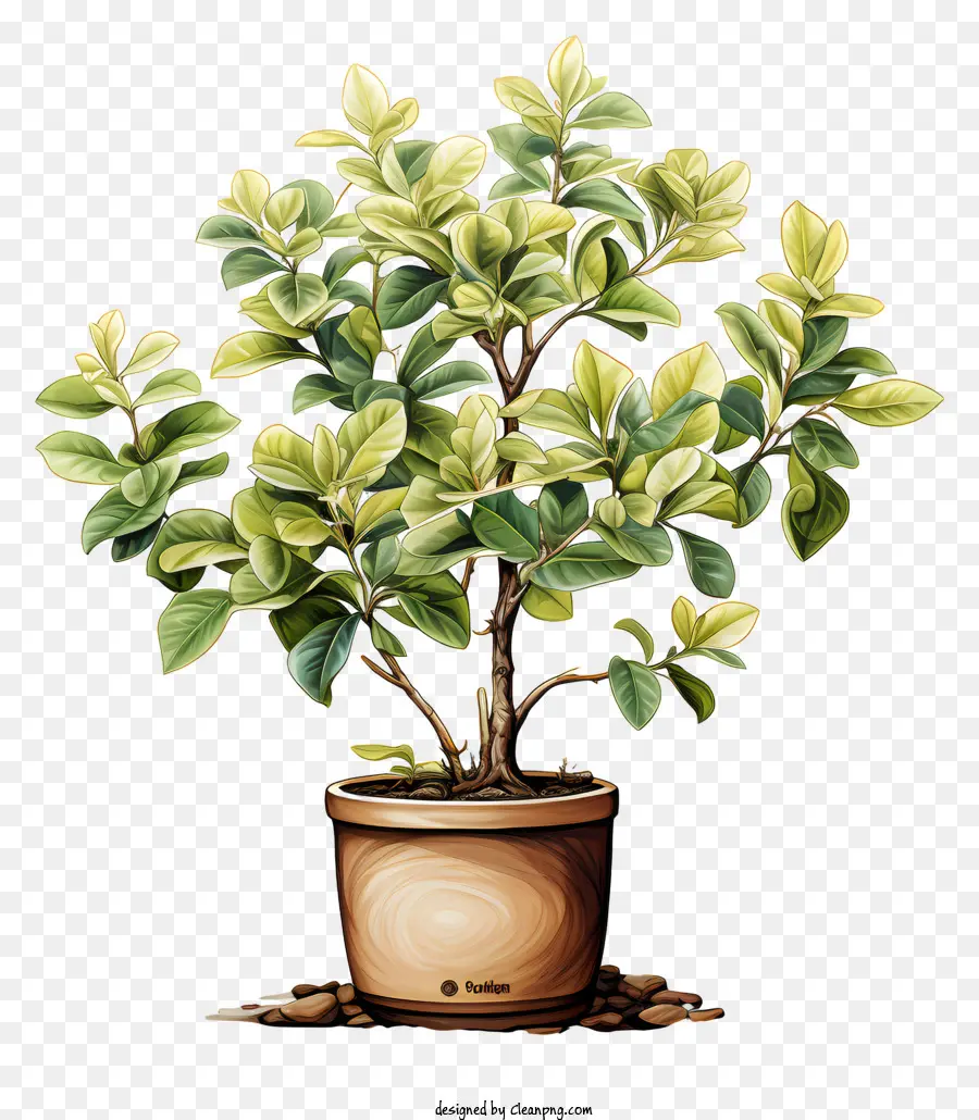 Plante De Café，Plante En Pot PNG