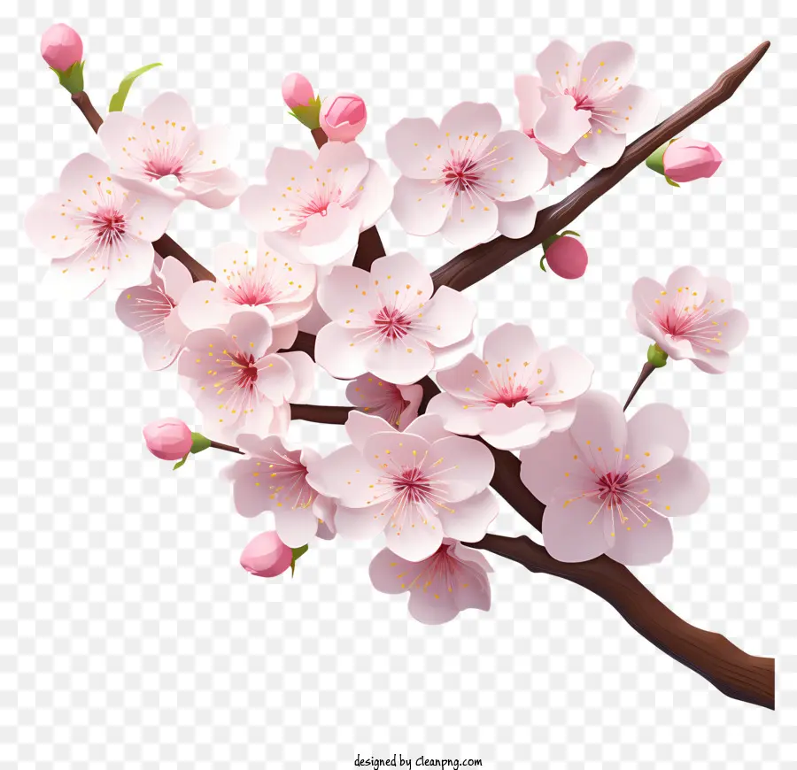 Branche De Cerisier De Style 3d Réaliste Fleur，Cerisier En Fleur PNG