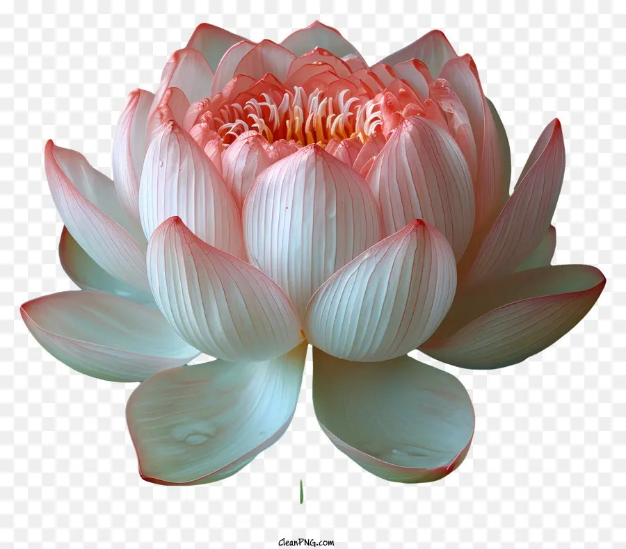 Fleur De Lotus，Lotus Rose PNG