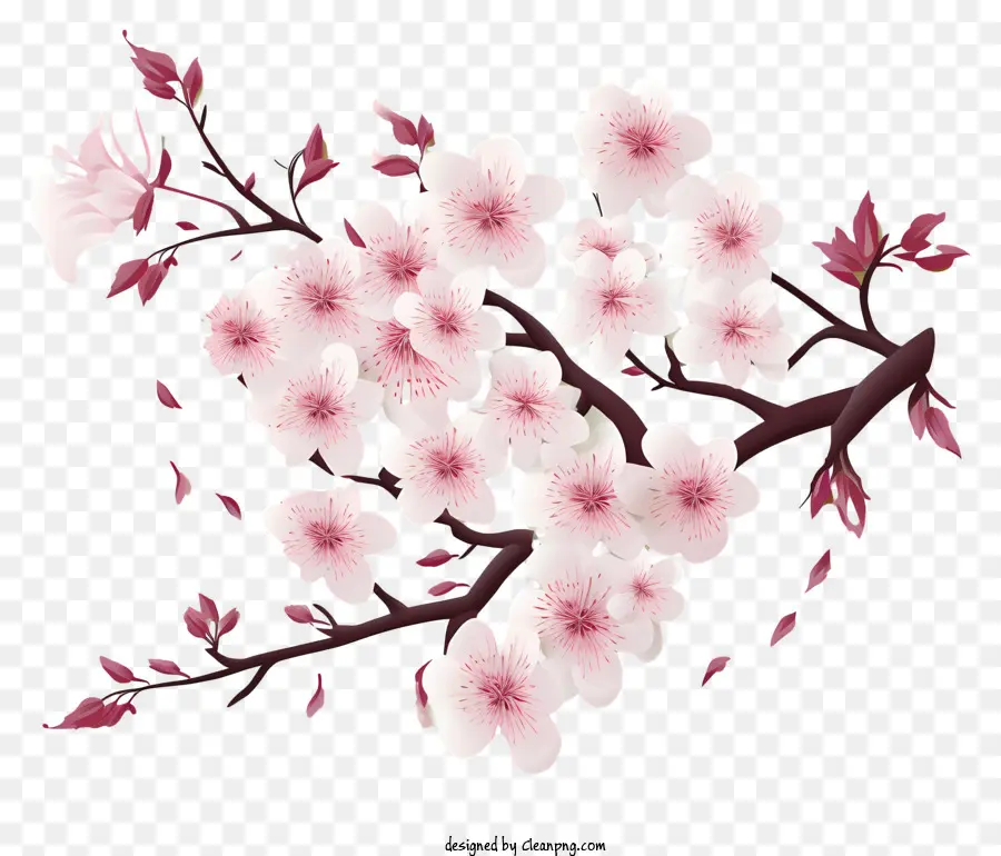 Papier Vierge Avec Des Fleurs De Cerisier，Fleurs De Fleur De Cerisier PNG