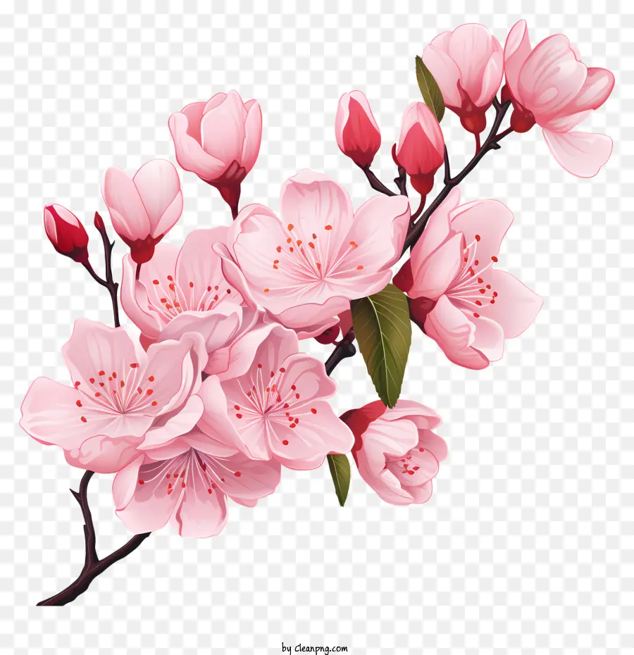 Branche De Cerise Sakura Avec Des Fleurs En Fleurs，Rose Fleur De Cerisier En Fleurs PNG