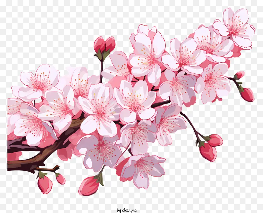 Branche De Cerise Plate Fleur，Cerisier En Fleur PNG