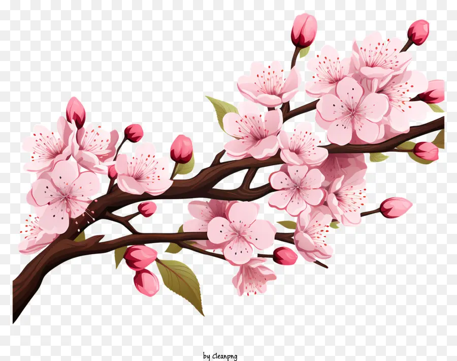 Fleur De La Branche De Cerise Dessinée à La Main，Fleur De Cerisier PNG