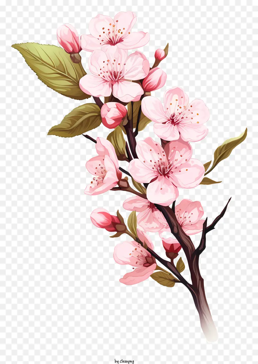 Branche De Cerise De Style Doodle Fleur，Fleurs De Cerisier PNG