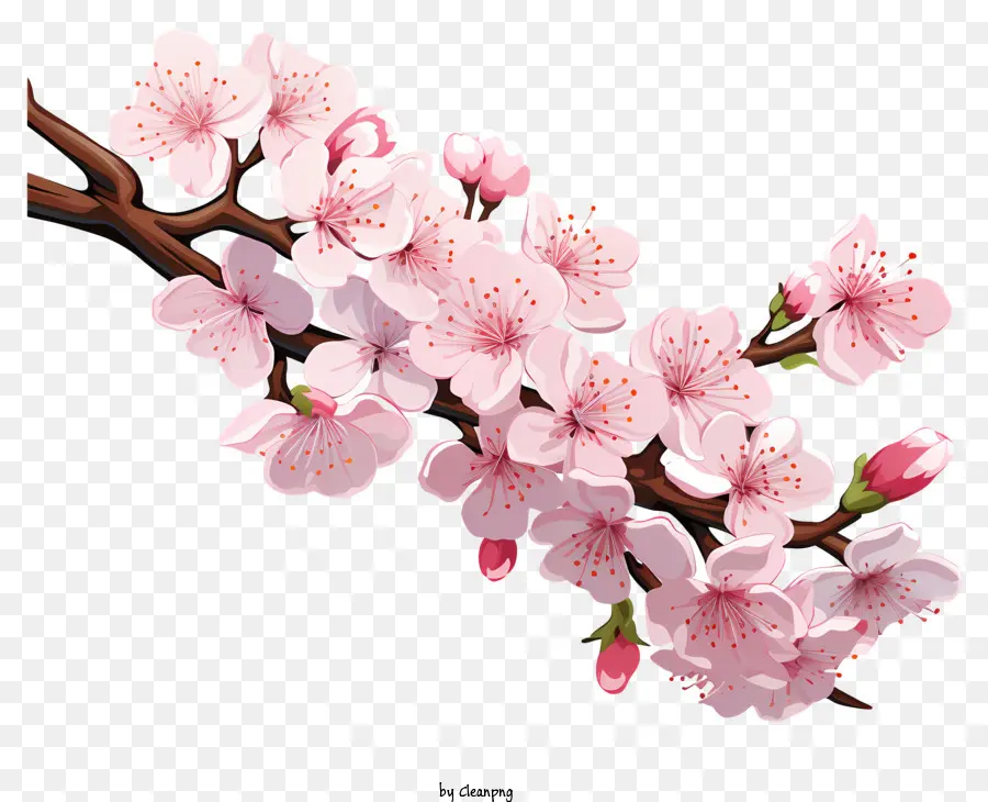 Fleur De La Branche De Cerise Dessinée à La Main，Fleurs De Cerisier PNG