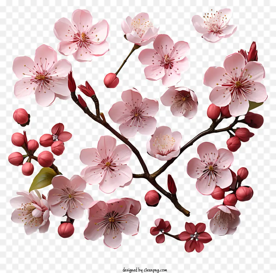 Fleur De Cerisier，Fleurs De Cerisier PNG